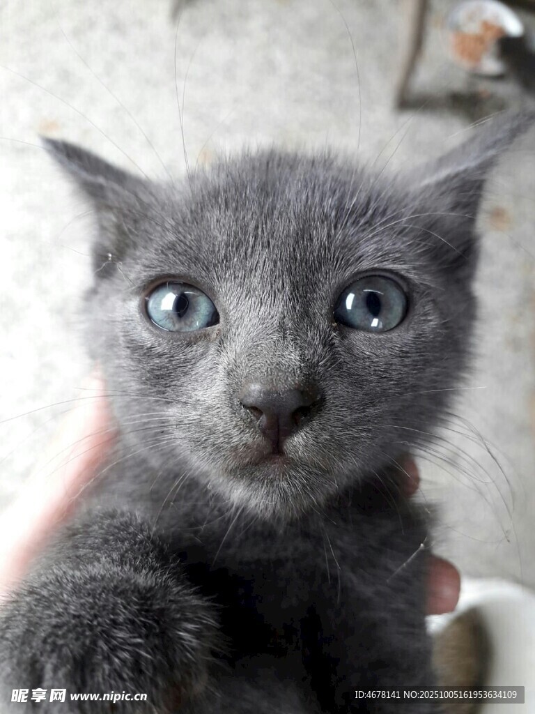 可爱灰蓝小猫睁大眼睛