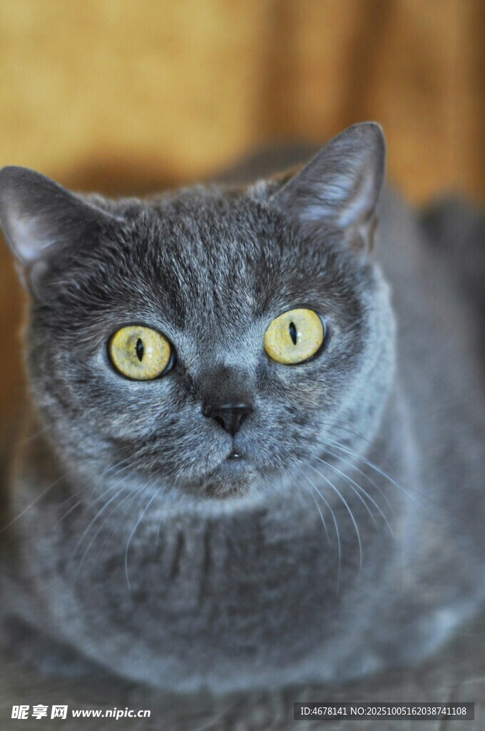 灰猫凝视