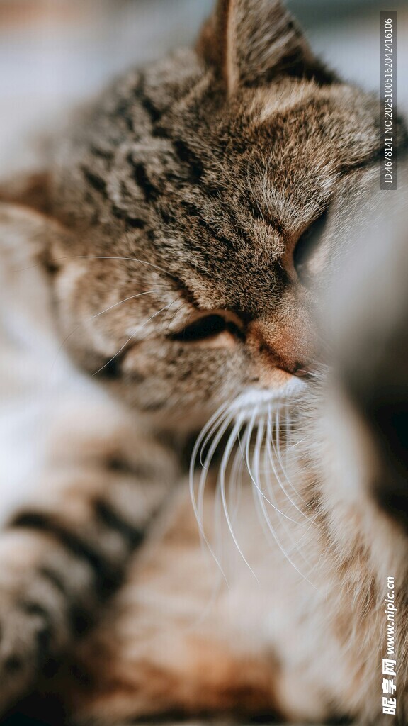 猫咪惬意舔毛瞬间