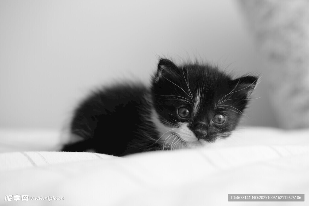 可爱小奶猫趴在柔软床上