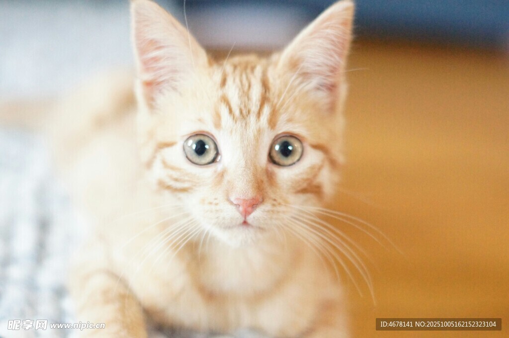 可爱小猫咪趴地望镜头