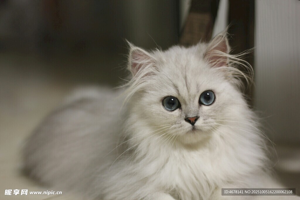 白毛猫咪安静趴坐