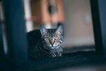 窗边猫咪的静谧瞬间