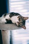 猫咪惬意躺卧在猫架上