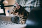 侧卧凝视的斑纹猫咪