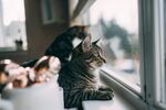 窗边猫咪与玩偶亲密相伴