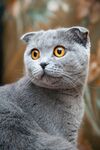 灰色折耳猫的可爱瞬间
