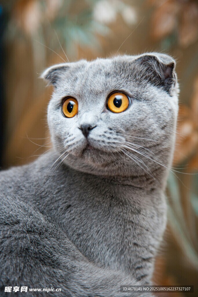 灰色折耳猫的可爱瞬间
