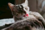 猫咪惬意吐舌卖萌瞬间