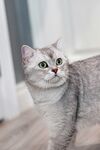 可爱银渐层猫咪抬头张望