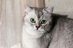 银渐层猫咪好奇望镜头