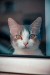 窗边三色猫的凝望