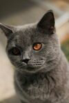 灰蓝猫咪的迷人瞬间