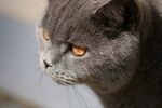 灰蓝猫咪的专注侧颜