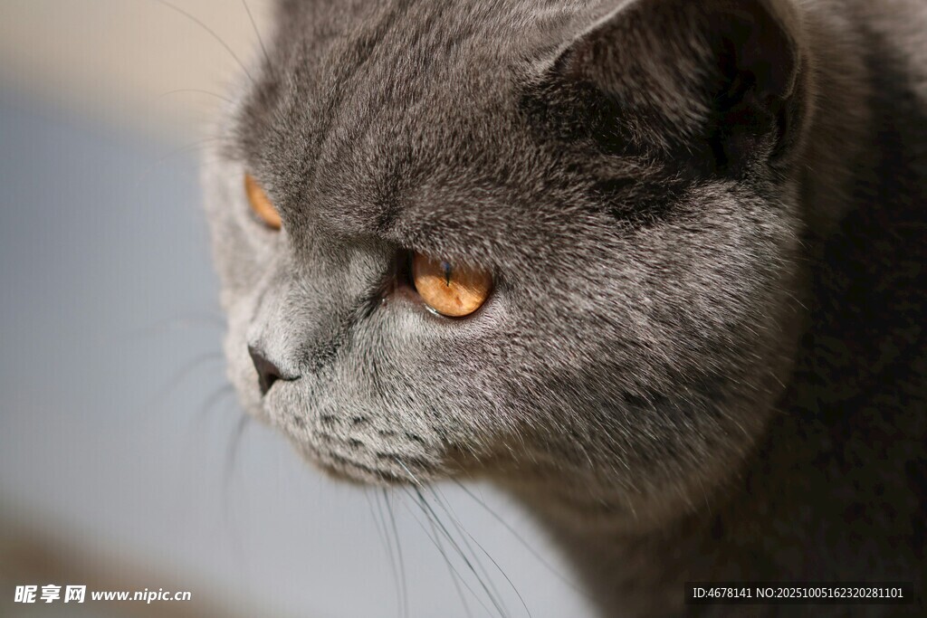 灰蓝猫咪的专注侧颜