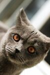 可爱灰猫歪头凝视