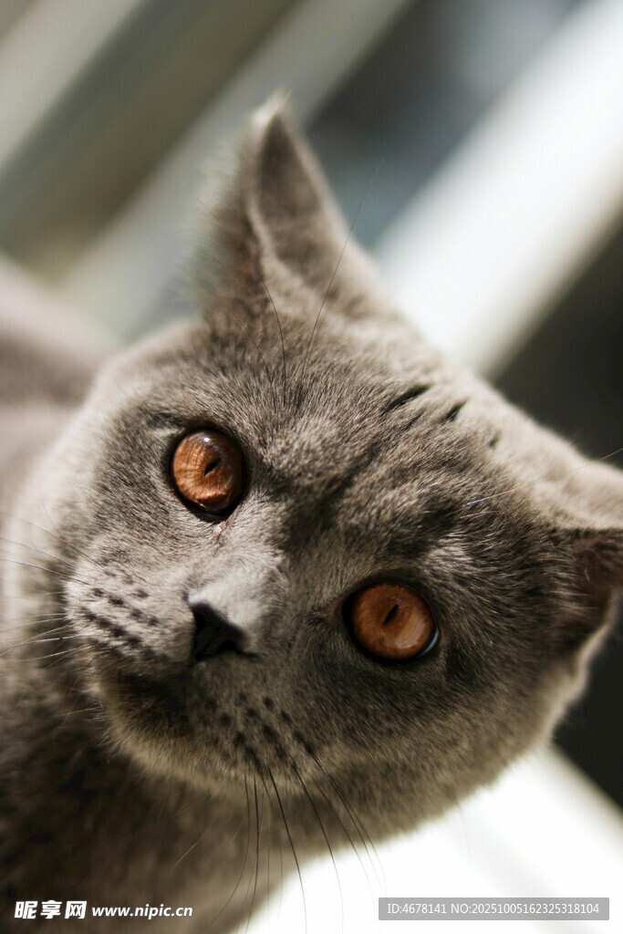 可爱灰猫歪头凝视