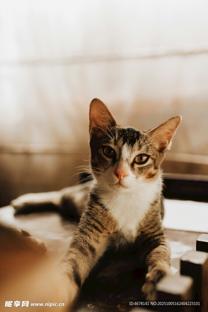 可爱猫咪惬意躺卧