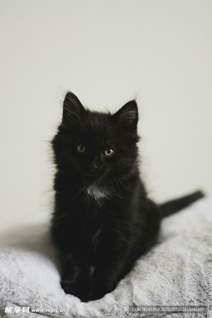 可爱小黑猫趴卧在软垫上