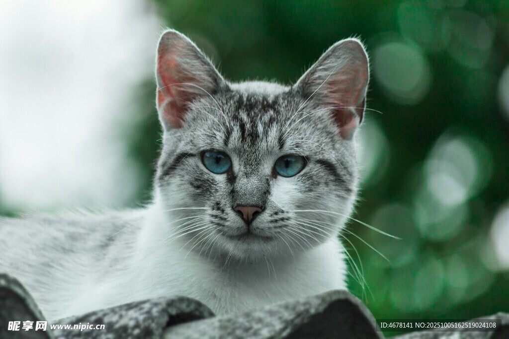 屋顶上的可爱猫咪