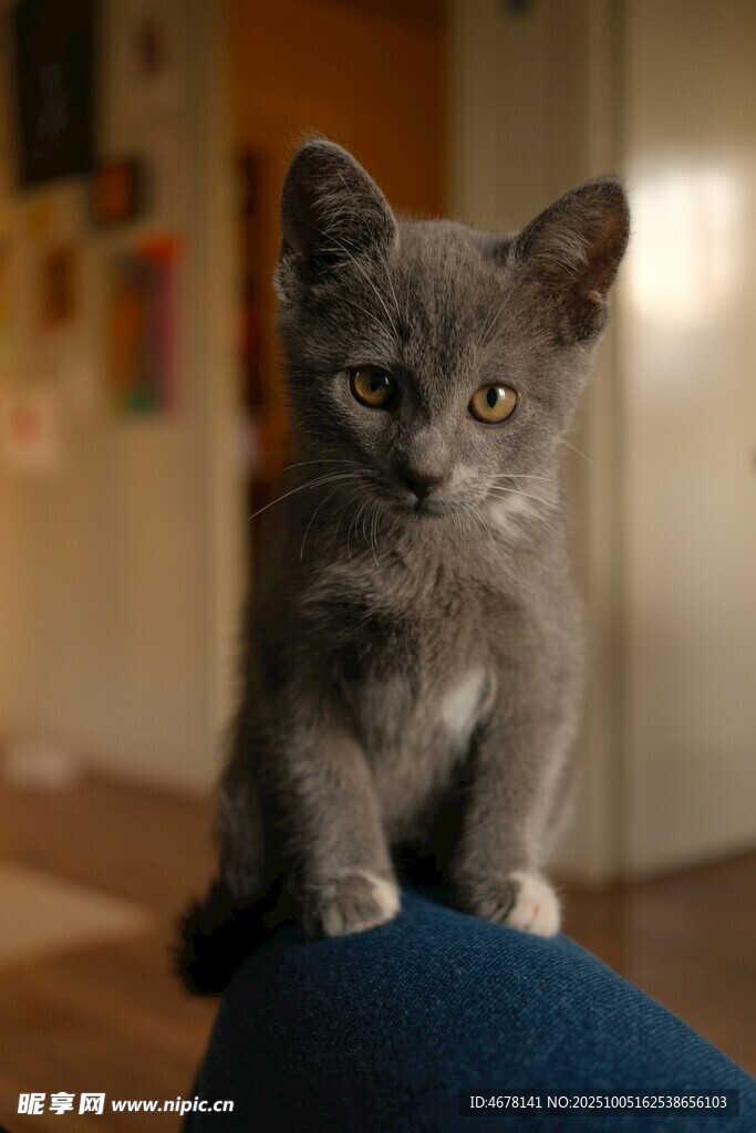 可爱灰猫坐于蓝色物体上