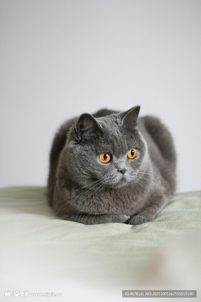 灰色猫咪慵懒趴卧