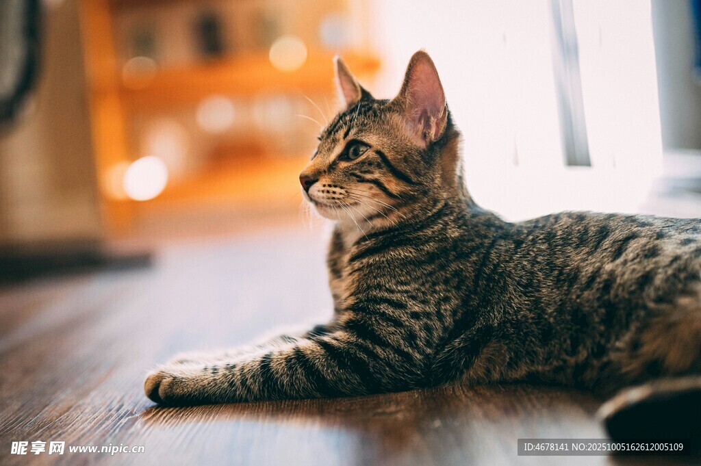趴地条纹猫姿态优雅