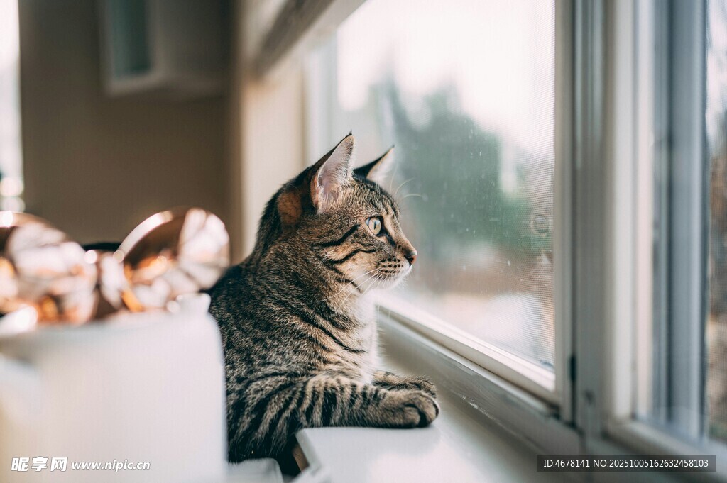 窗边猫咪凝视远方