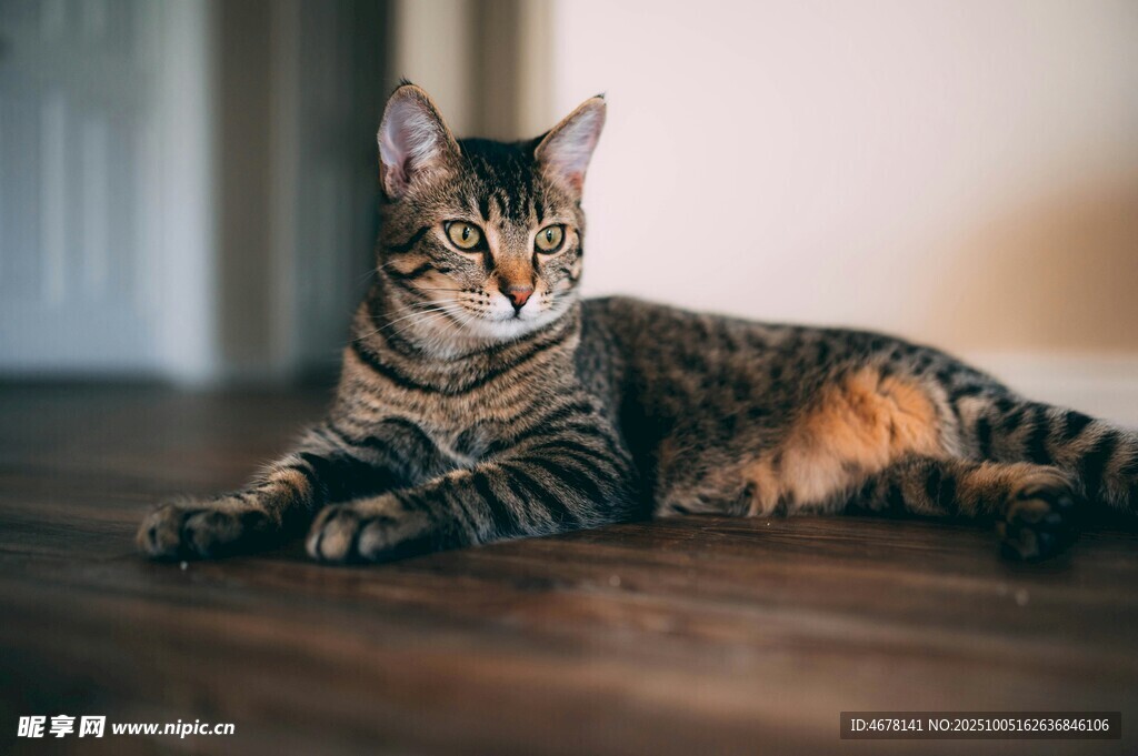 斑纹猫咪惬意趴木地板