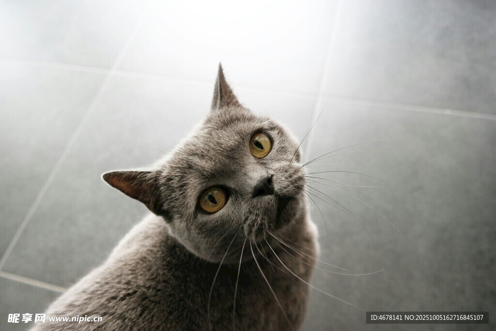 抬头凝视的灰色猫咪