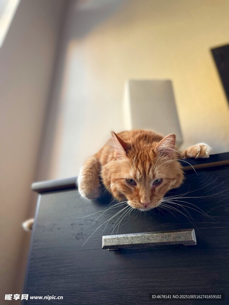 橘猫趴柜好奇望下方