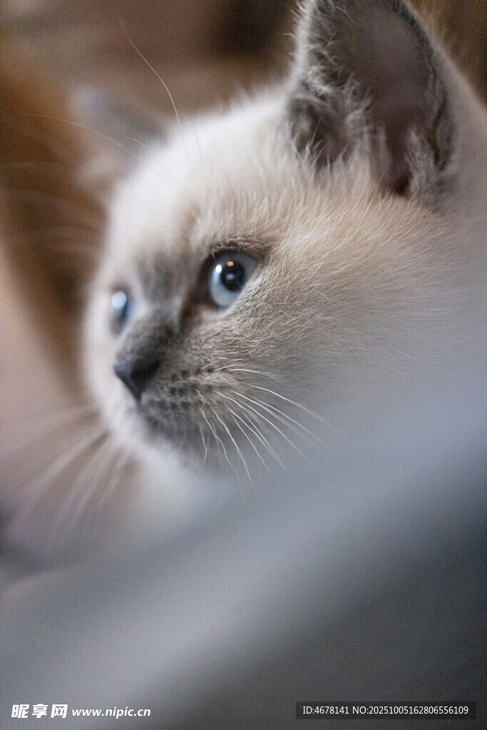 可爱蓝眼暹罗猫侧颜