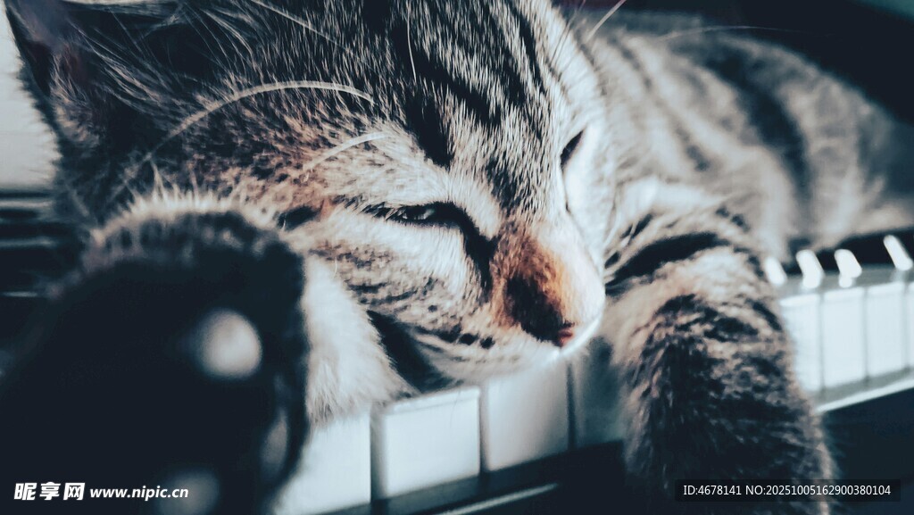 慵懒猫咪惬意趴卧