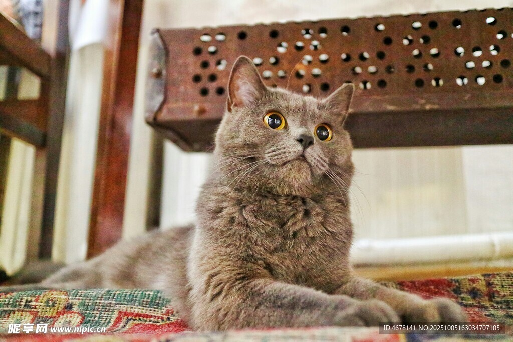 慵懒灰猫静卧多彩地毯上