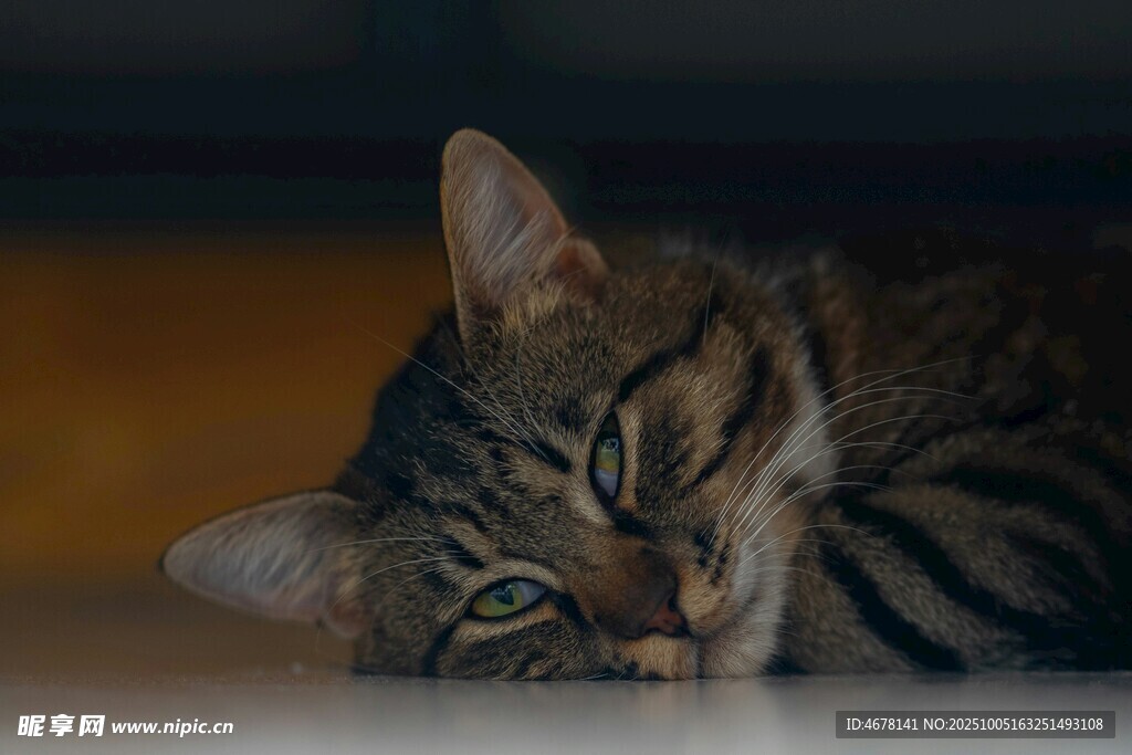 慵懒猫咪惬意趴卧
