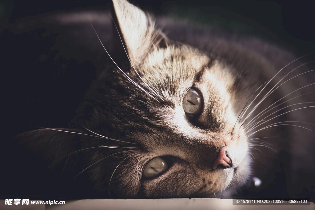 慵懒猫咪惬意趴卧瞬间