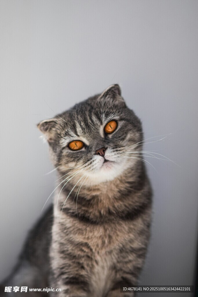 可爱斑纹猫咪抬头凝视