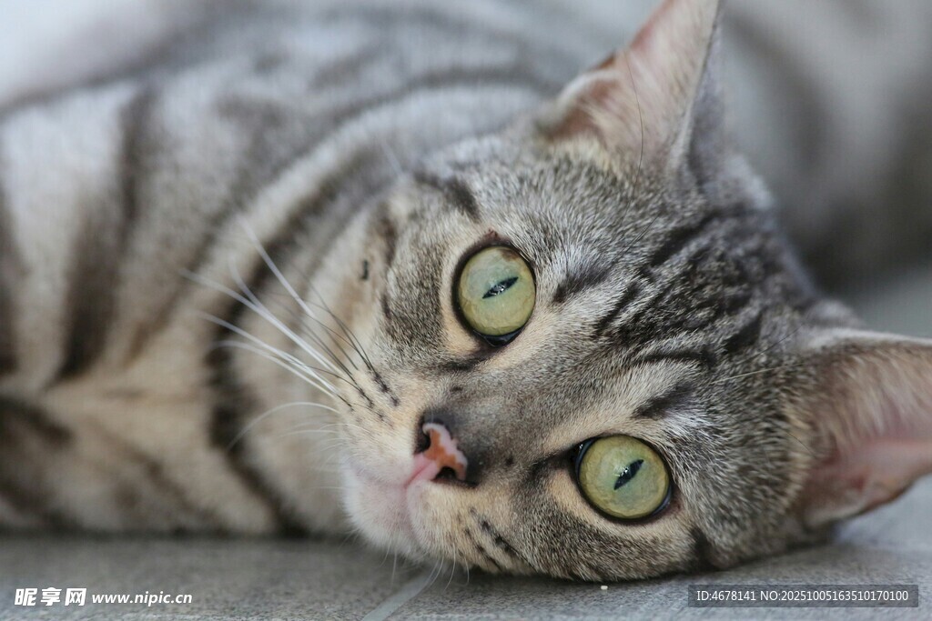 可爱躺卧的斑纹猫咪
