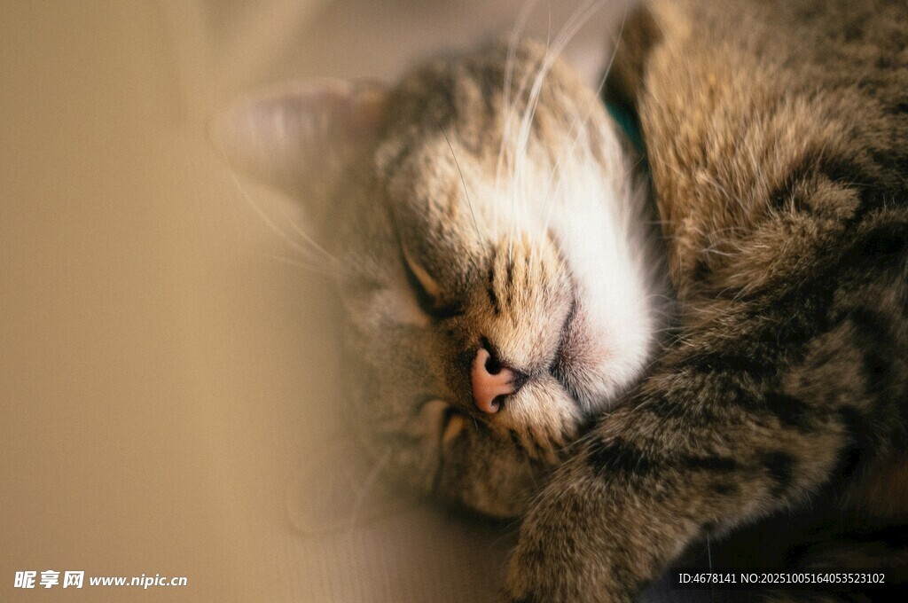 酣睡中的可爱猫咪