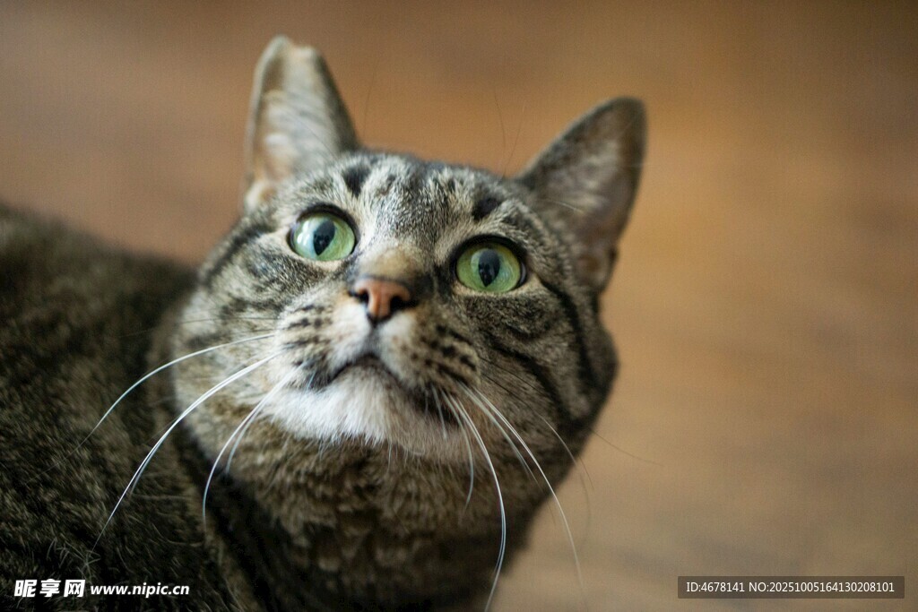 仰头凝视的可爱猫咪
