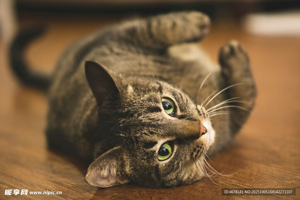 躺地卖萌的可爱猫咪