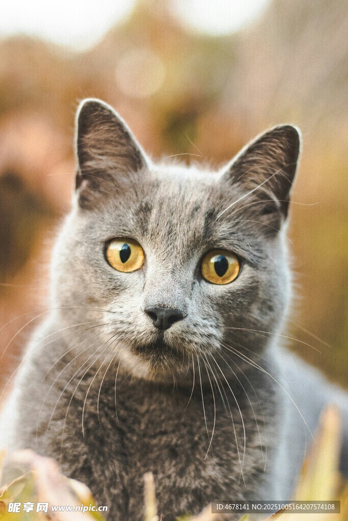 灰猫凝视瞬间