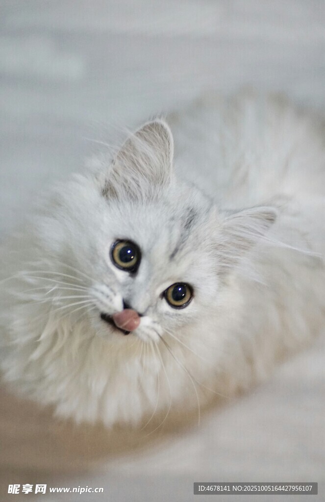 可爱白毛小猫仰头看镜头