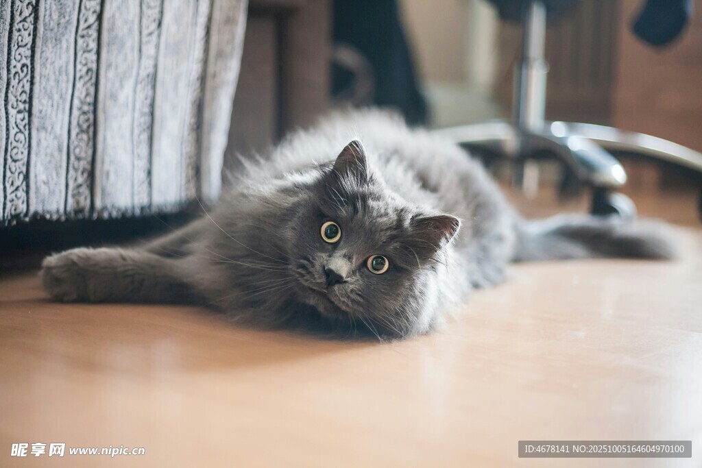 慵懒猫咪趴地惬意模样