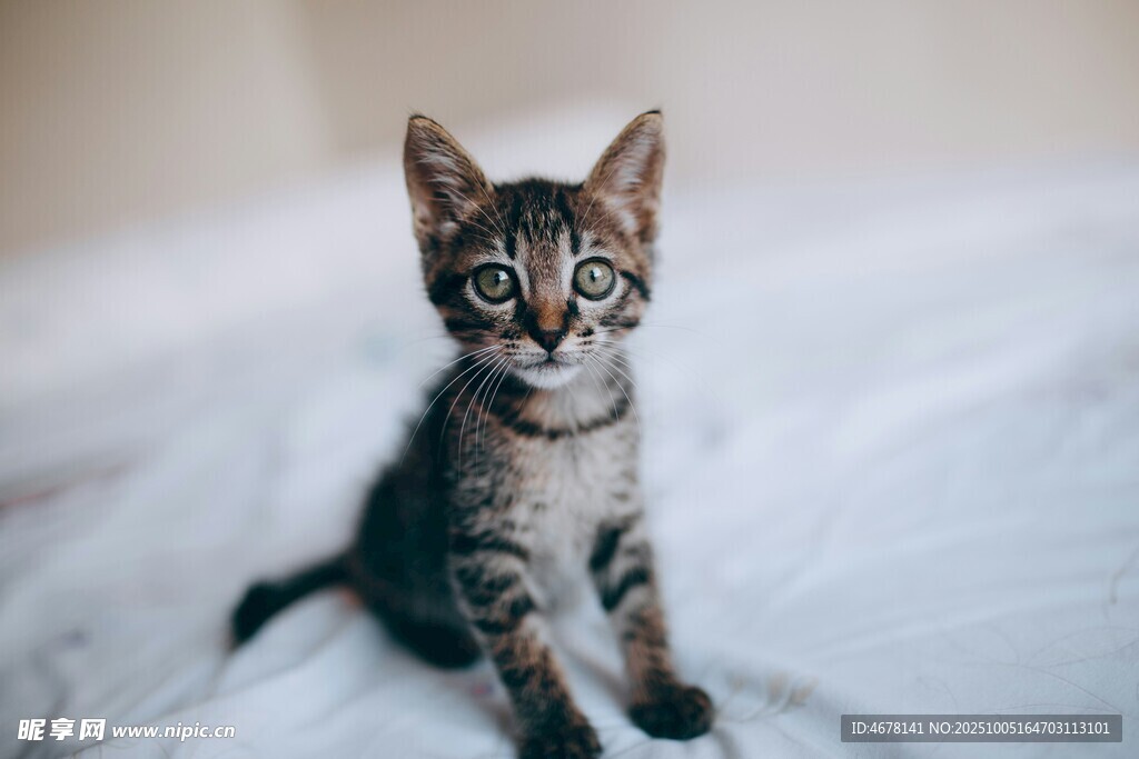 可爱小猫咪端坐白床单上
