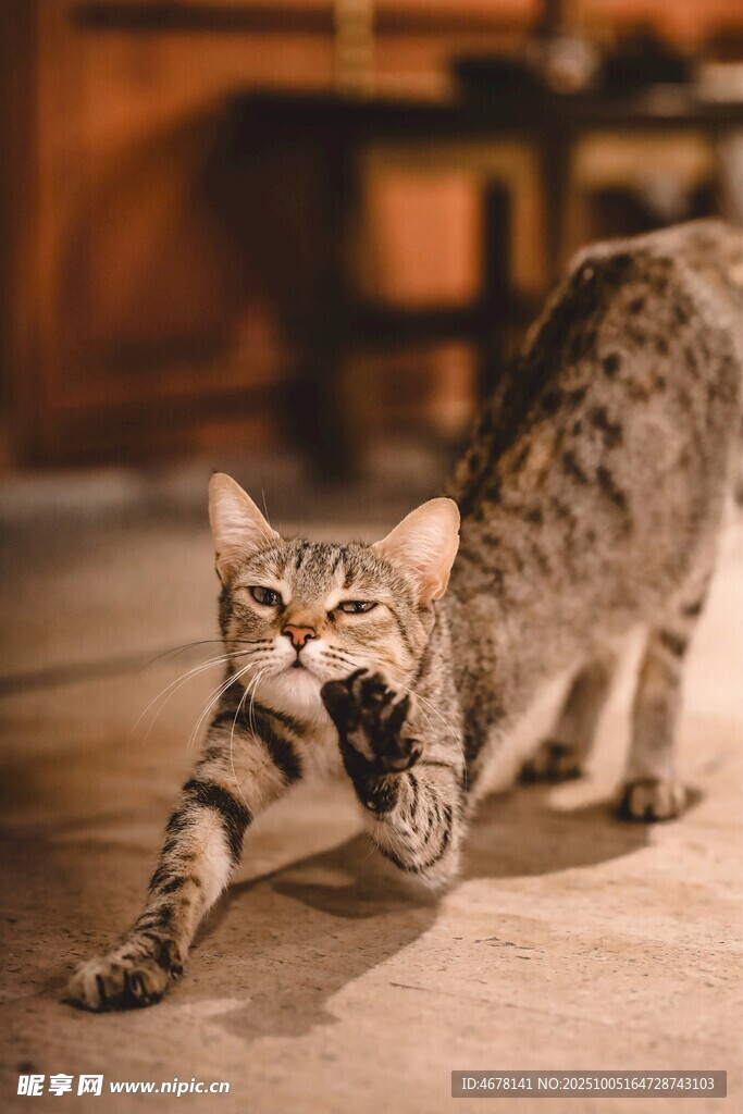伸懒腰的斑纹猫咪