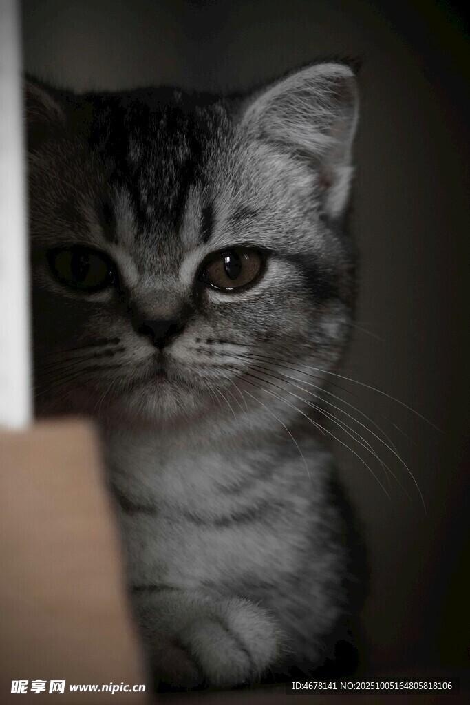 躲在角落的可爱小猫咪