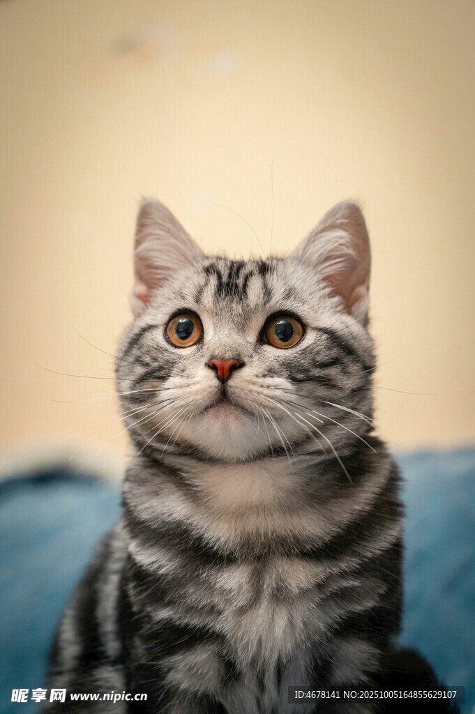 可爱条纹猫咪抬头凝望