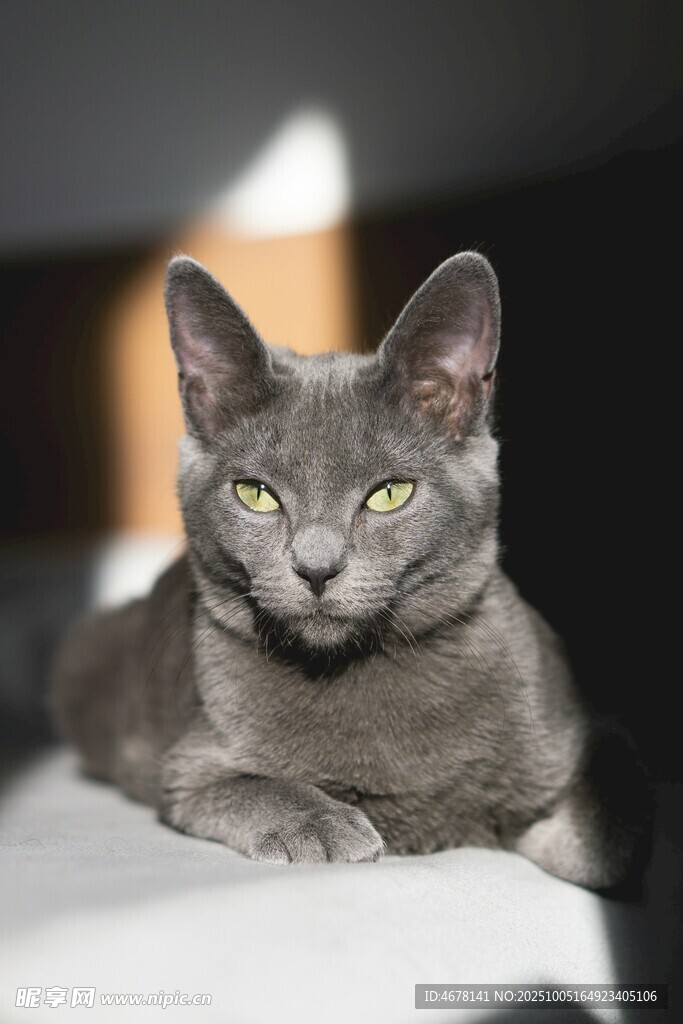 灰色猫咪慵懒趴卧