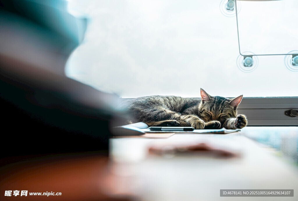 窗边猫咪惬意休憩